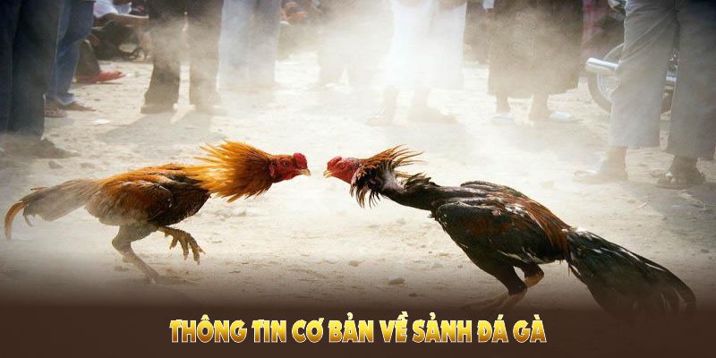 Thông tin giới thiệu về sảnh đá gà DS88 nổi tiếng hiện nay